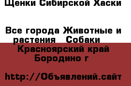 Щенки Сибирской Хаски - Все города Животные и растения » Собаки   . Красноярский край,Бородино г.